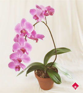 phalaenopsis Orchid